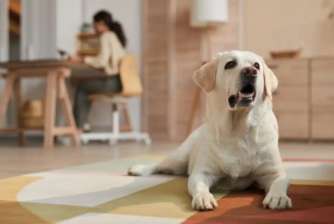 cachorro-em-apartamento-labrador-deitado-na-sala-de-estar-e-mulher-jovem-em-home-office-atrás-na-mesa-da-cozinha