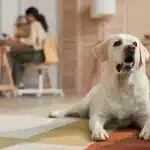 cachorro-em-apartamento-labrador-deitado-na-sala-de-estar-e-mulher-jovem-em-home-office-atrás-na-mesa-da-cozinha