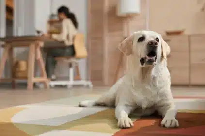 cachorro-em-apartamento-labrador-deitado-na-sala-de-estar-e-mulher-jovem-em-home-office-atrás-na-mesa-da-cozinha
