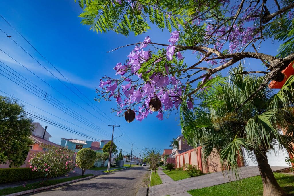 colina-do-sol-pelotas-rua-do-bairro-colina-do-sol-com-flores-em-arvores